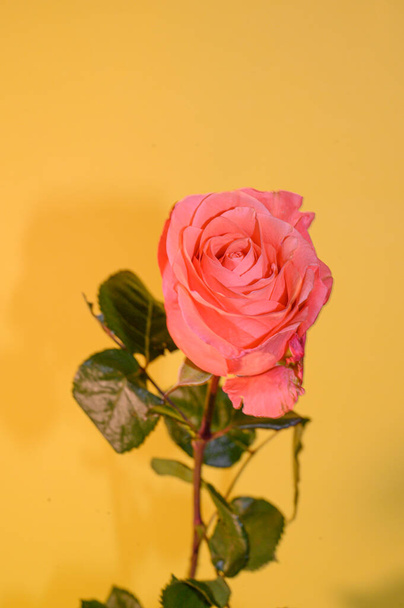 fresco bela rosa flor no fundo luz, conceito romântico, vista de perto   - Foto, Imagem