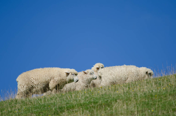 Πρόβατα σε λιβάδι. - Φωτογραφία, εικόνα