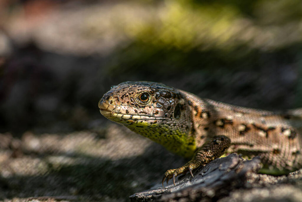 A sand lizard in the mating season - Fotó, kép