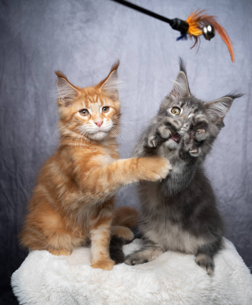 maine coon koťata hrát spolu s péřovou hračkou - Fotografie, Obrázek