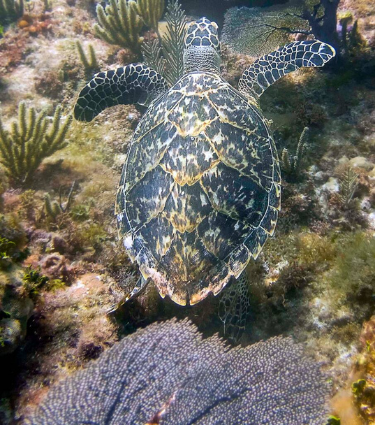 Sólyom-tengeri teknős (Eretmochelys imbricata)) - Fotó, kép
