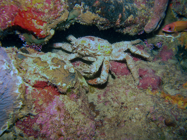 Kraba hřbetní (Mithrax spinosissimus)) - Fotografie, Obrázek