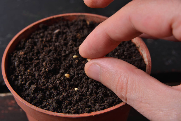 Prsty drží malé semínko horkého pepře připravené k setí v hrnci s půdou doma. Zahradní a botanická koncepce - Fotografie, Obrázek