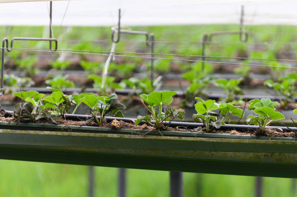 Hollanda 'da biyolojik tarım, plaktik film koruyuculu çilek bitkilerinin ekimi için açık hava hidrofonik raf sistemleri - Fotoğraf, Görsel