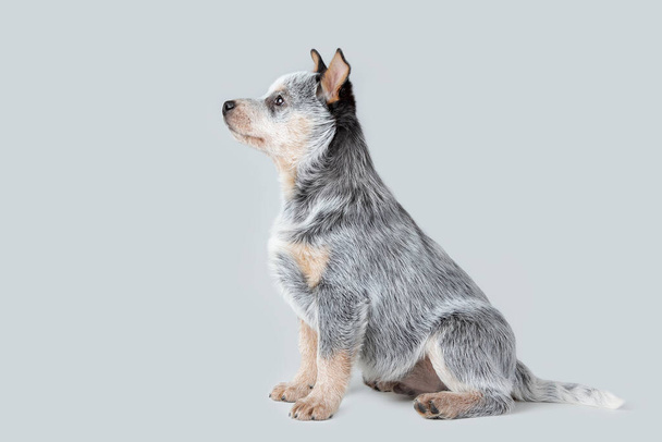 Carino cucciolo tacco blu seduto isolato su sfondo grigio. Bovini australiani cane animale domestico ritratto - Foto, immagini
