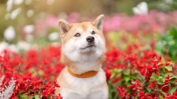 Молодий шиба іну собака сидить на клумбі з червоних і рожевих квітів і зеленої трави в літній природі
 - Фото, зображення