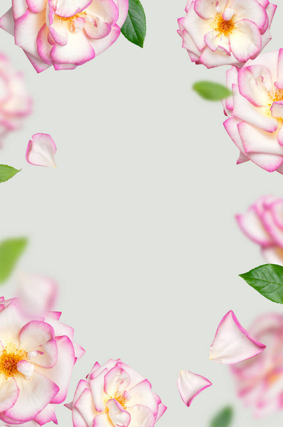 Flying white roses with pink edge on gray-green background. Frame of Delicate beautiful garden flowers roses petals green leaves. Creative floral background for the holiday, march 8, valentines day - Φωτογραφία, εικόνα