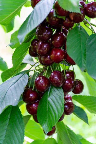 Nueva cosecha de grandes cerezas dulces maduras oscuras en plantaciones de cerezos en Holanda - Foto, Imagen