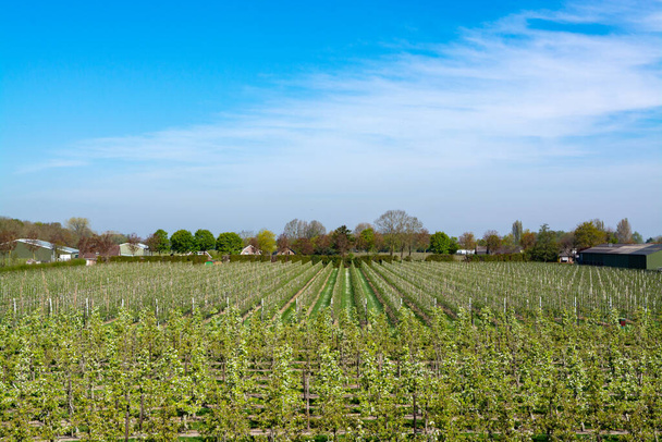 Filas con ciruelas en flor, manzanas, cerezos, peras frutales en primavera en huertos agrícolas, Varik, Betuwe, Países Bajos - Foto, Imagen