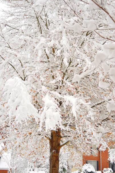 Schneebedeckte Eiche mit anhaltendem Herbstlaub im Winter - Foto, Bild