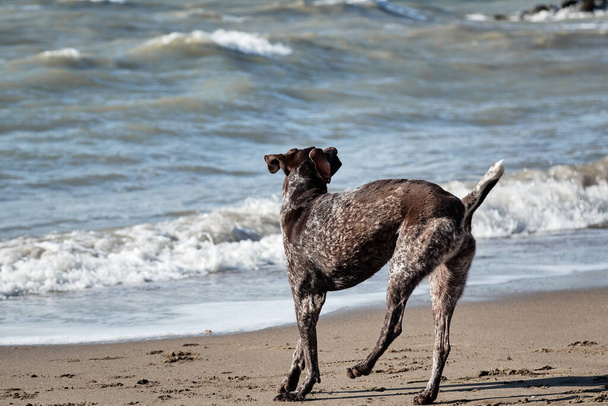 Hond is een kortharige jachthond ras met hangende oren. Lopen in frisse lucht met huisdier. Bruin kortharige pointer wandelingen op zandstrand op de achtergrond van golven. - Foto, afbeelding