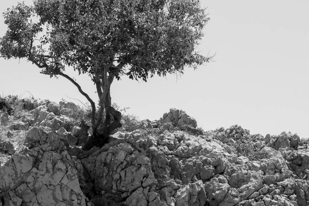 Albero solitario sul ciglio di una scogliera. Foto in bianco e nero. - Photo, image