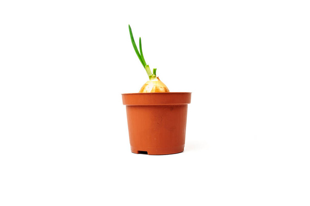 Oignon aux germes frais poussant dans un pot de fleurs isolé sur fond blanc. Nouveau concept de vie - Photo, image