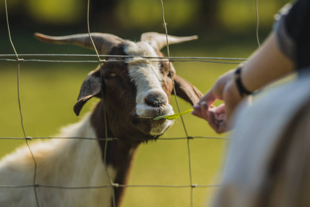 Mano de una persona vista alimentando a una cabra marrón y blanca a través de una cerca de alambre. Prado verde en el fondo - Foto, Imagen