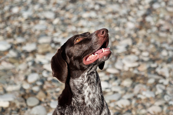 小石のビーチを背景に犬の品種ポインタの肖像画。美しい茶色の斑点のある狩猟犬が座って笑顔。若い短髪のクルツァール. - 写真・画像