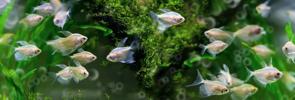 Pieni läpikuultava kala akvaariossa vihreällä levällä taustalla. Valikoiva tarkennus, bannerimuoto. Hämmästyttävä vedenalainen elämä - Valokuva, kuva