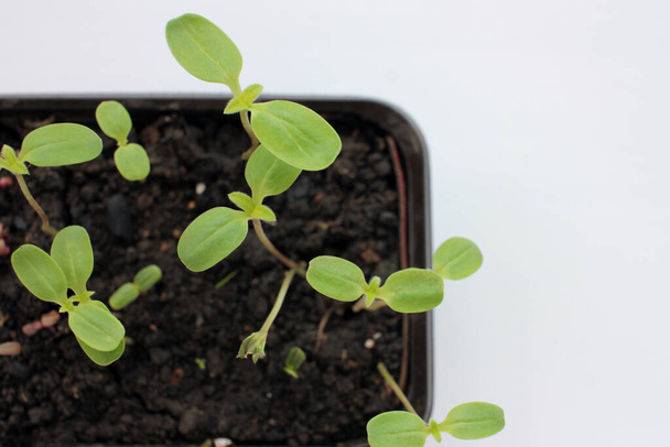 La tithonia brota en un recipiente sobre un fondo blanco. Plántulas de girasol mexicano en primavera. Planta joven creciendo en el suelo. - Foto, Imagen