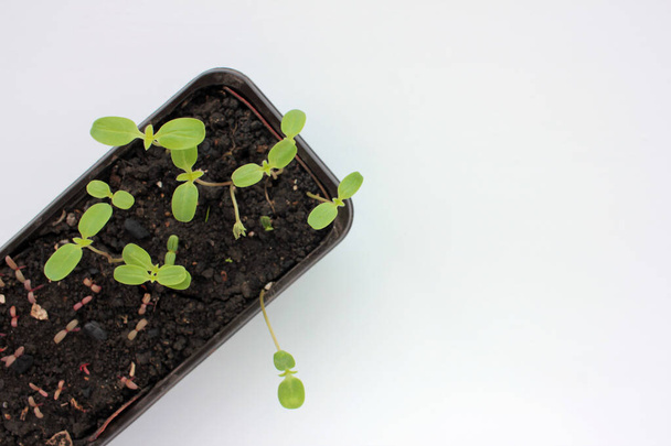 Tithonia sprouts in a container on a white background. Seedlings of Mexican Sunflower in spring. Young plant growing in soil. - Fotografie, Obrázek