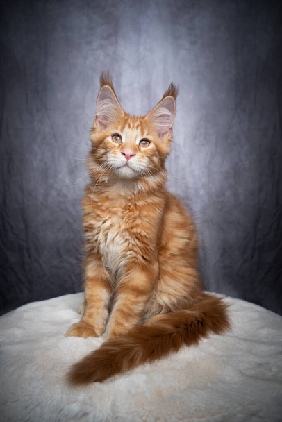 rojo naranja jengibre maine coon gatito retrato - Foto, imagen