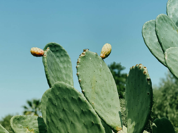 Close-up of cactus with fruits against the blue sky. Recreation and tourism concept. Natural summer background. - 写真・画像