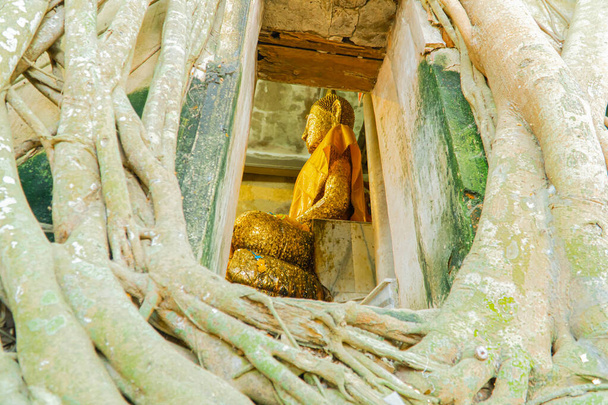 Estatua de Buda y raíces de árbol - Foto, imagen