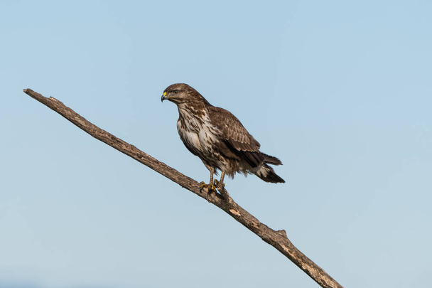 common buzzard standing alone on a tree - Photo, Image