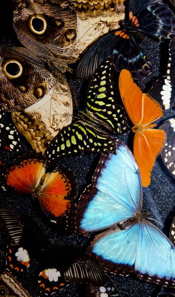 Coleção de borboletas no aeroporto de Dunedin. - Foto, Imagem