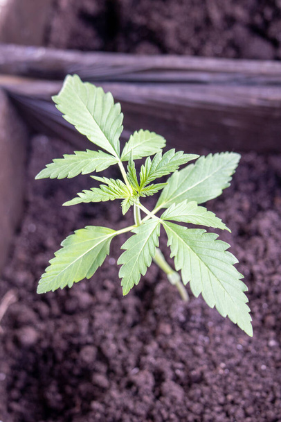 First week of growing big sunrise marijuana in pot on windowsill photo 1 - Photo, Image