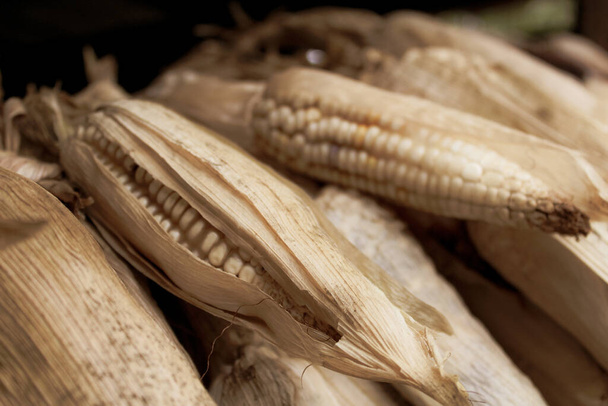 La mazorca, El maiz es la base de la alimentacion de la sociedad mexicana, se muestra un conjunto de mazorcas para desgrano de una zona kırsal. - Fotoğraf, Görsel