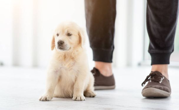 Cute puppy at male feet - Photo, image