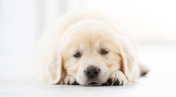 Close up view of puppy - Valokuva, kuva