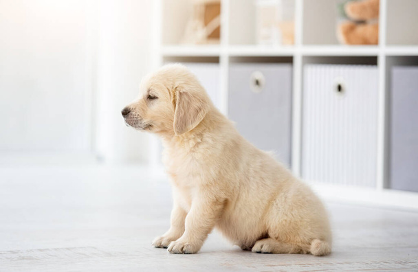Cute young dog wal - Valokuva, kuva
