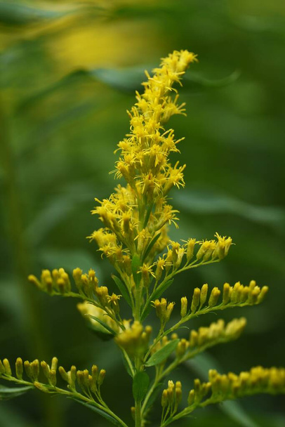 Canada goldenrod flowers / Asteraceae perennial weed grass  - Photo, Image