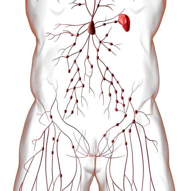 Emberi nyirokcsomók anatómia orvosi koncepció 3D illusztráció - Fotó, kép