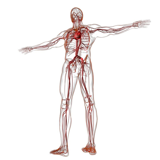 Corazón humano con anatomía del sistema circulatorio para la ilustración 3D del concepto médico - Foto, imagen