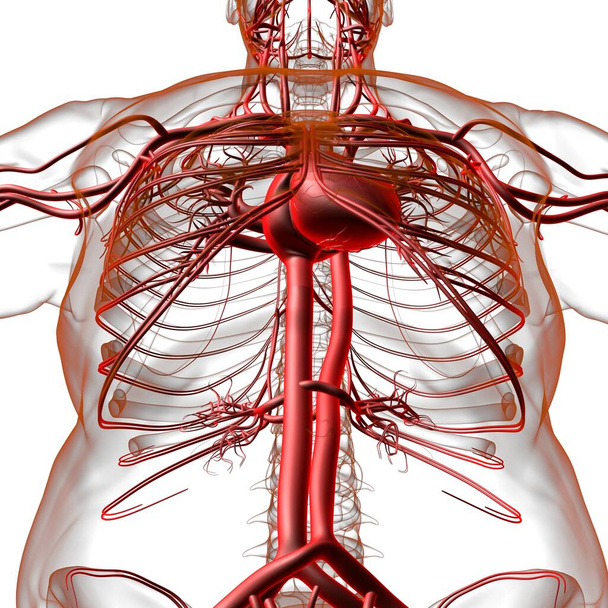 Menschliches Herz mit Kreislaufsystem Anatomie für medizinisches Konzept 3D Illustration - Foto, Bild
