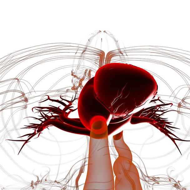 Tıbbi Konsept için İnsan Kalbi Anatomisi 3 boyutlu İllüstrasyon - Fotoğraf, Görsel