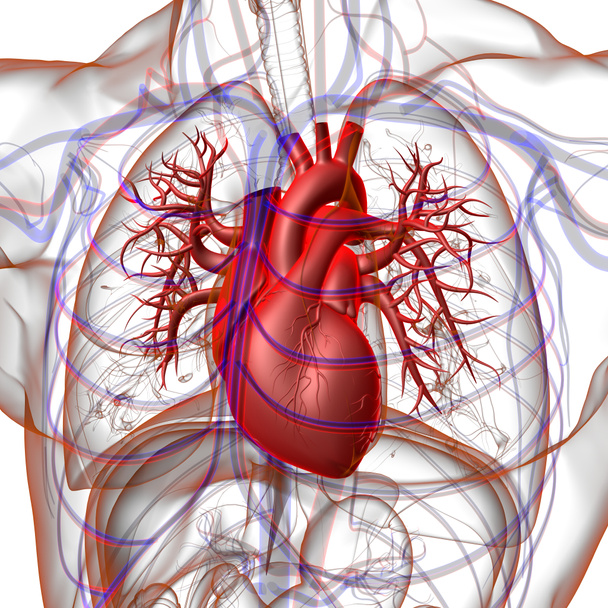 Anatomia do coração humano para ilustração médica do conceito 3D - Foto, Imagem