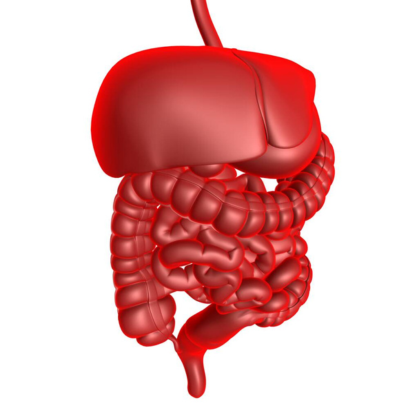Anatomia del sistema digestivo umano per l'illustrazione medica di concetto 3D - Foto, immagini