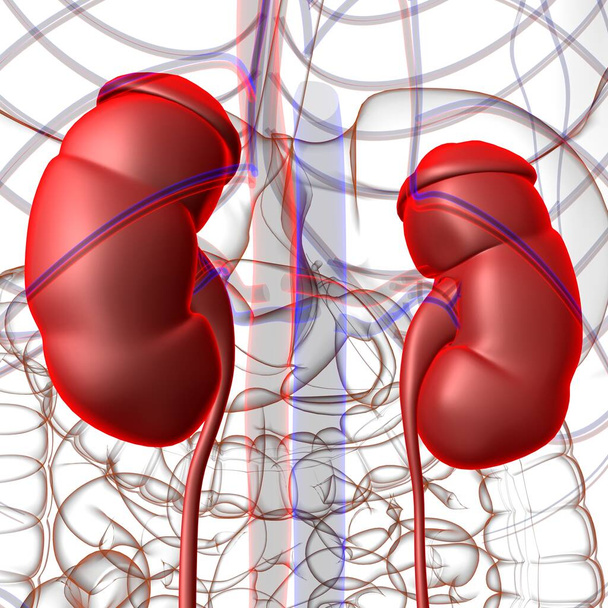 人間の尿系腎臓と膀胱の解剖学的構造｜3Dイラスト - 写真・画像