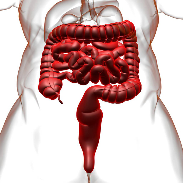 Anatomía del sistema digestivo humano de la ilustración 3D del intestino delgado y grueso para el concepto médico - Foto, Imagen