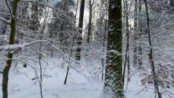 een wandeling door een bos vol prachtige witte sneeuw in de winter op een zonnige dag - Video