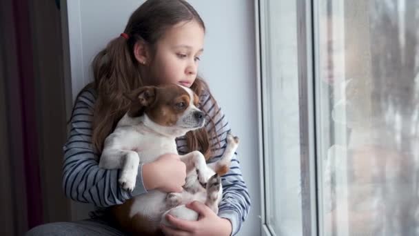 Μικρό όμορφο κορίτσι με σκύλο τσιουάουα να κάθεται στο παράθυρο. καραντίνα - Πλάνα, βίντεο
