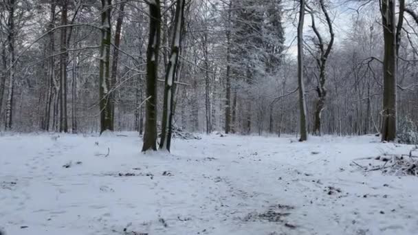 ein Spaziergang durch einen Wald, der im Winter an einem sonnigen Tag voller Schnee ist - Filmmaterial, Video