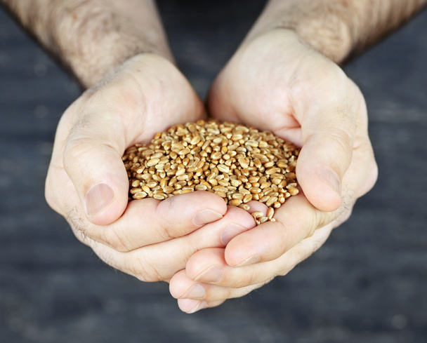 Mãos segurando grãos
 - Foto, Imagem
