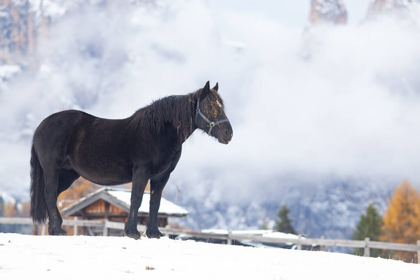 beautiful horses in the mountains in winter - Φωτογραφία, εικόνα