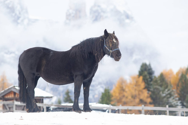 beautiful horses in the mountains in winter - Foto, imagen