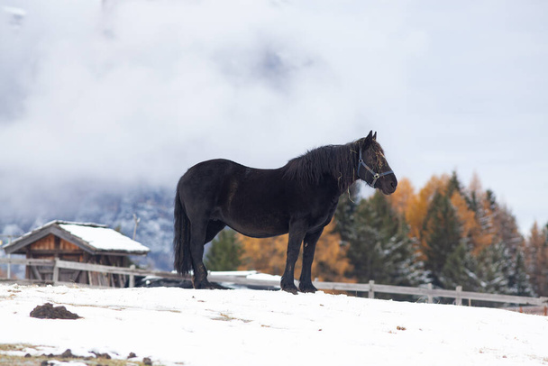 mooie paarden in de bergen in de winter - Foto, afbeelding