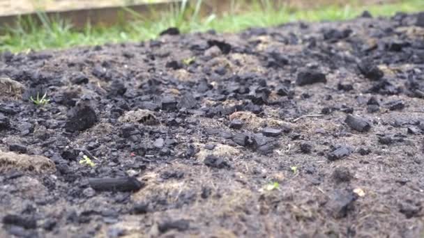 La cama del jardín se rocía con carbón negro para fertilizar el suelo  - Metraje, vídeo