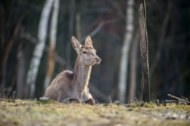 Majestätischer Hirsch im Wald. Tier im natürlichen Lebensraum. Großes Säugetier. Wildszene - Foto, Bild